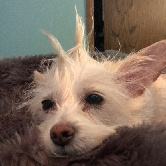 Meet your Posher, Lauren - Picture 2 of 4